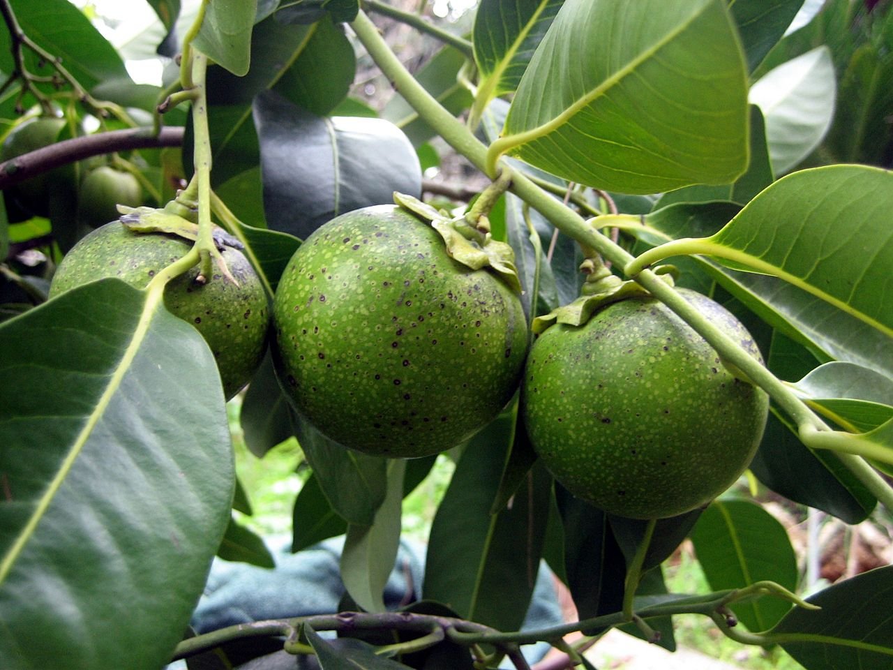 How to Grow Black Sapote