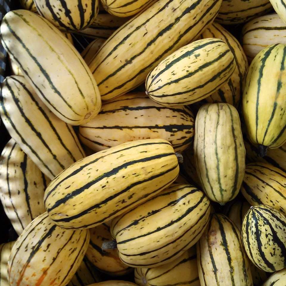 How to Grow Delicata Squash