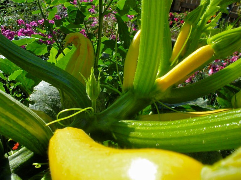 How to Grow Straightneck Squash