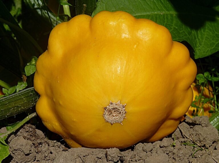 How to Grow Patty Pan Squash