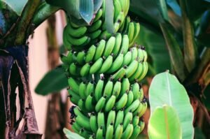 How to Grow Banana Trees