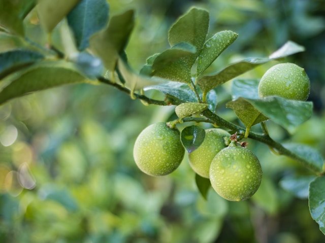 How to Grow Lime Trees