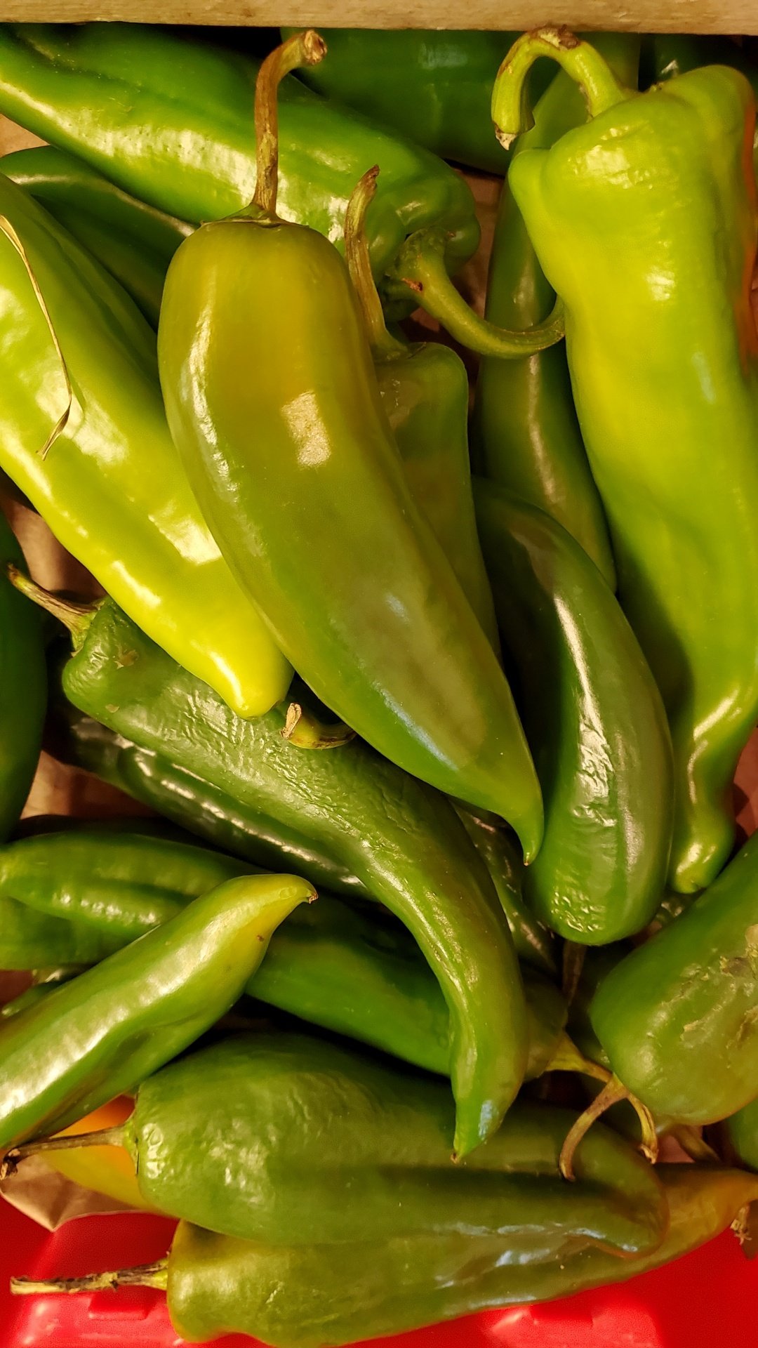 How to Grow Anaheim Peppers