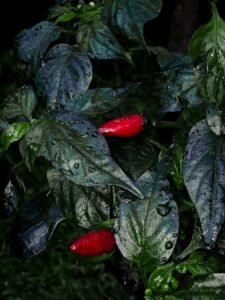 How to Grow Jalapenos