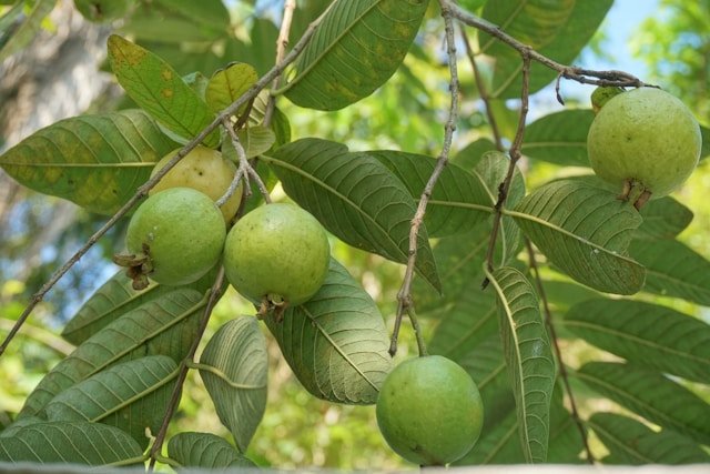 How to Grow Guava Trees