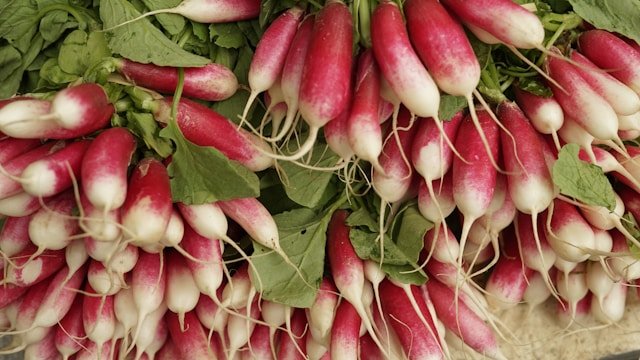 How to Grow Radishes