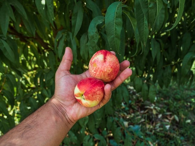 How to Grow Nectarine Trees