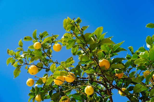 How to Grow Lemon Trees