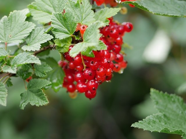 How to Grow Red Currants