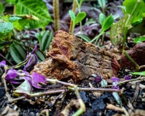 how to improve poor garden soil naturally