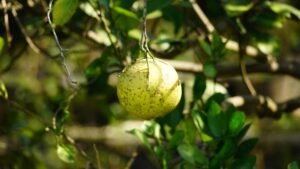 How to Grow Pomelo Trees