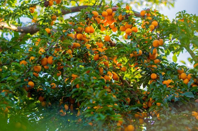 How to Grow Apricot Trees