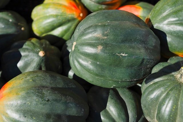 How to Grow Acorn Squash