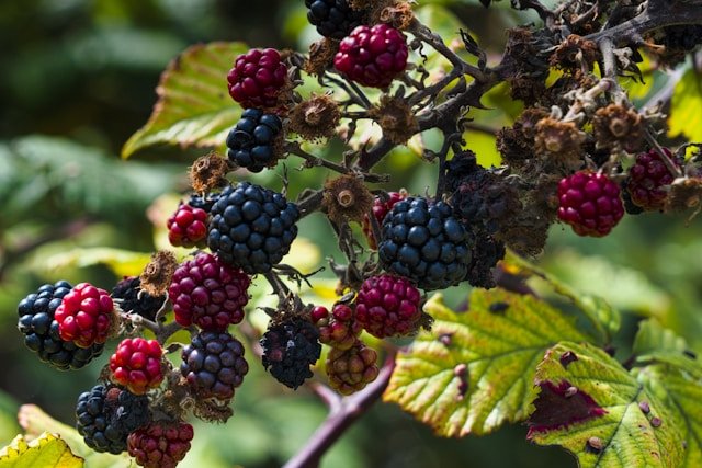 How to Grow Blackberries