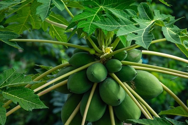 How to Grow Papaya Trees