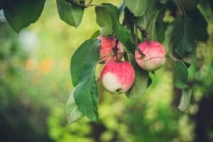 How to Grow Apple Trees