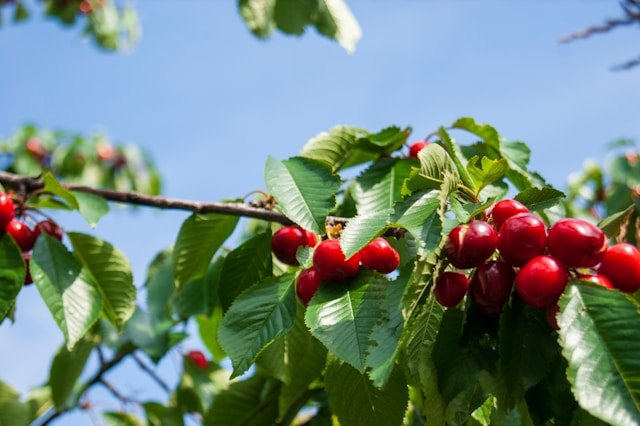 How to Grow Cherry Trees