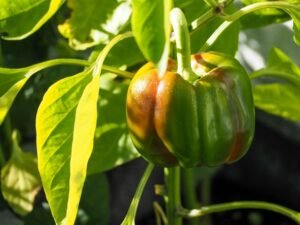 How to Grow Bell Peppers