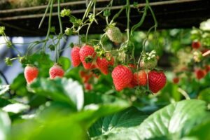 How to Grow Strawberries