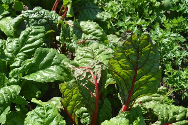 ow to Grow Swiss Chard