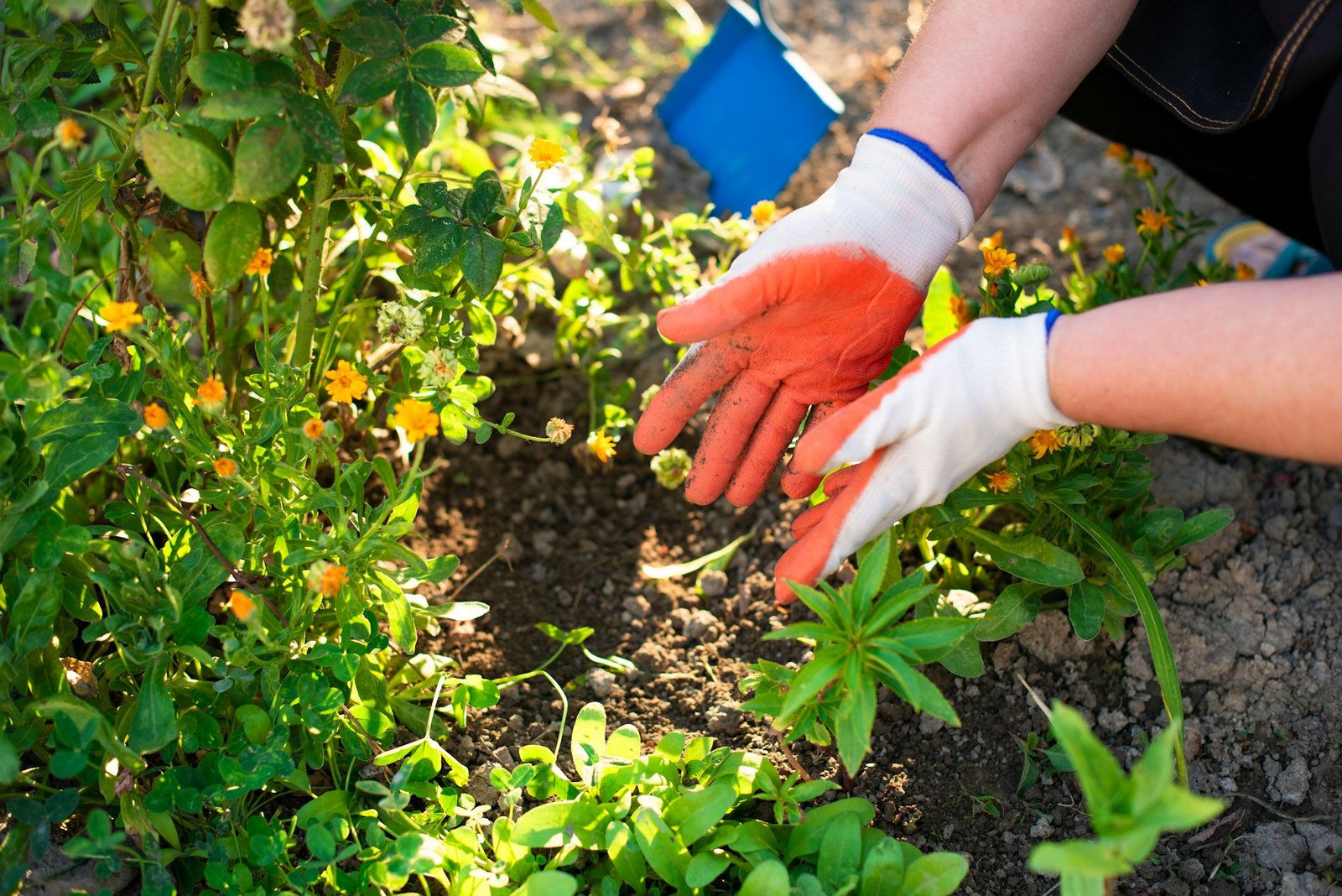 How Often Should You Fertilize