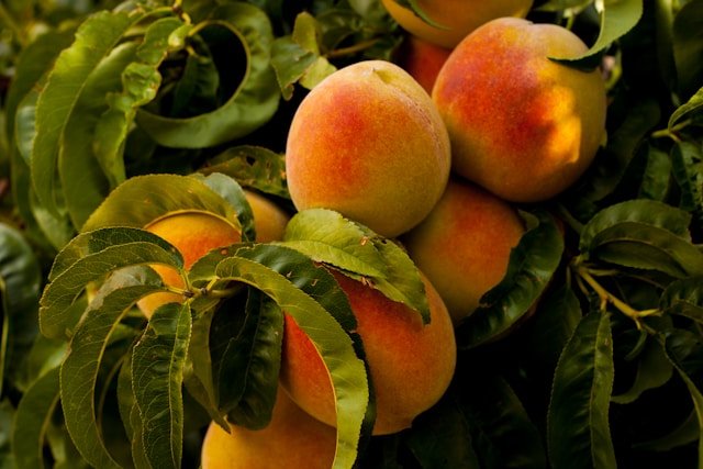 How to Grow Peach Trees