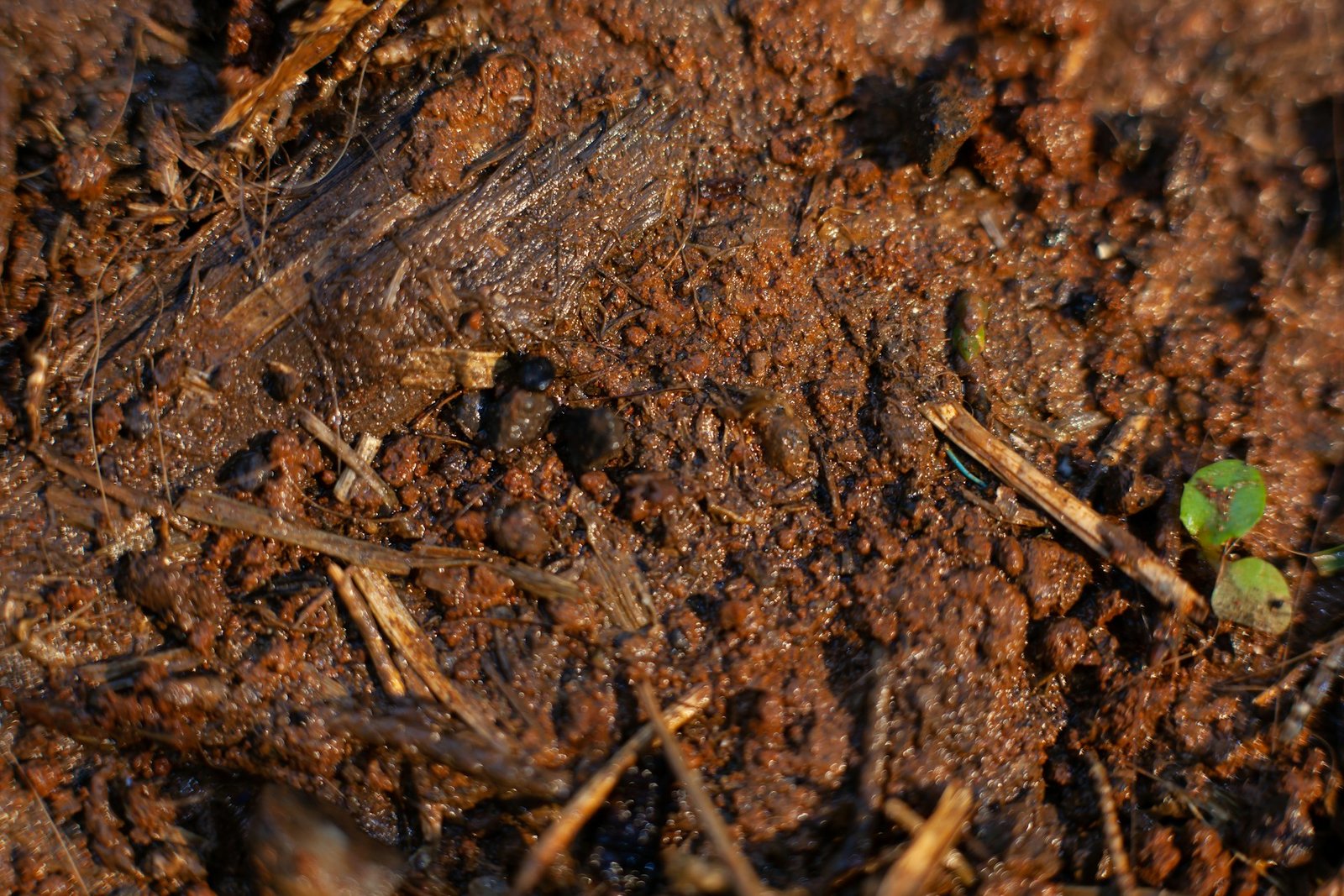Common Soil Problems