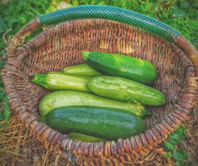 How to Grow Zucchini