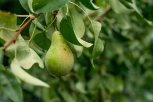 How to Grow Pear Trees
