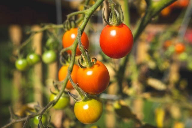 How to Grow Cherry Tomatoes