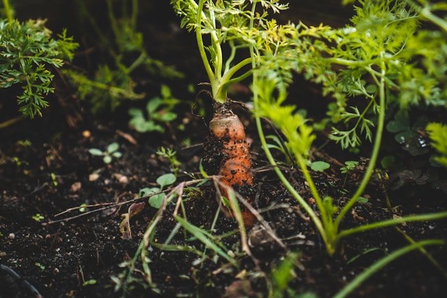 How to Grow Carrots