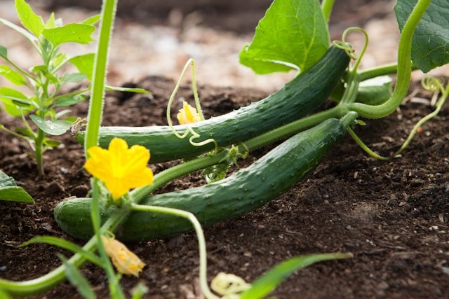 How to Grow Cucumbers