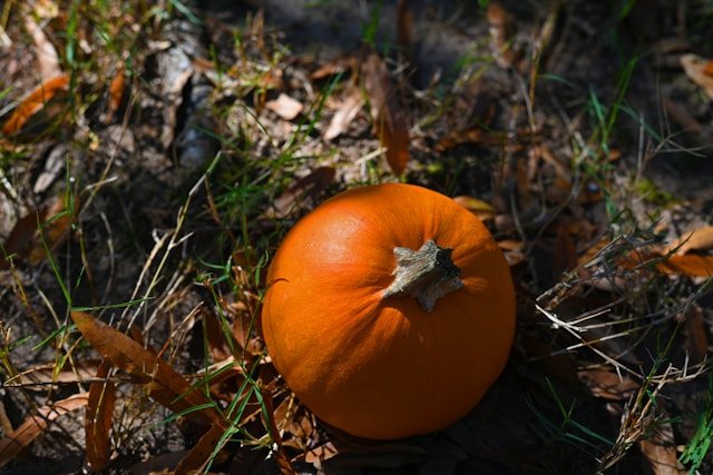 How to Grow Connecticut Field Pumpkin