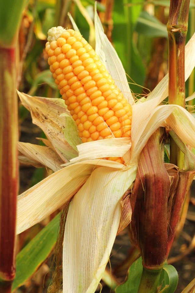 How to Grow Sweet Corn