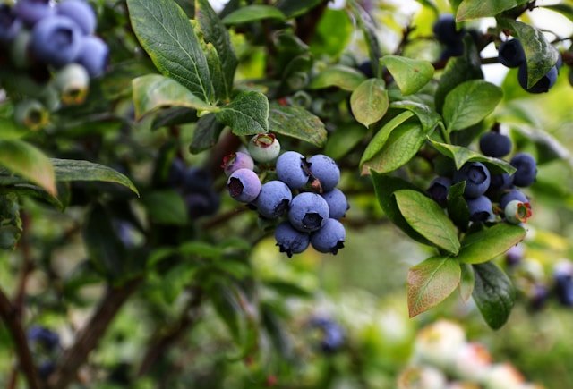 How to Grow Blueberries