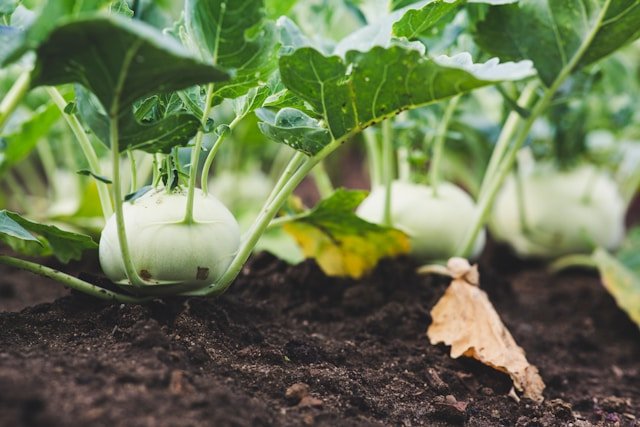 How to Grow Kohlrabi