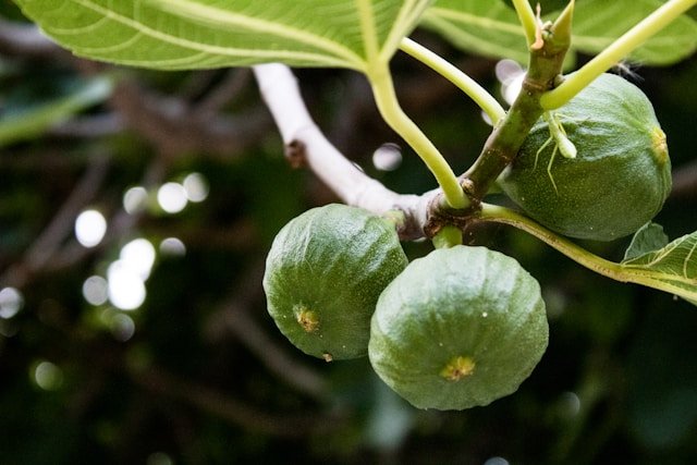How to Grow Fig Trees