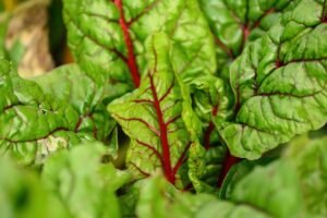 How to Grow Lettuce