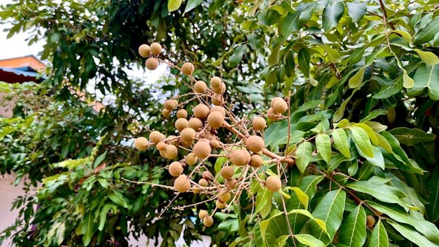 How to Grow Longan Trees