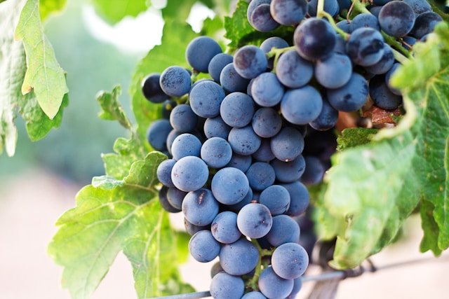 How to Grow Grapes