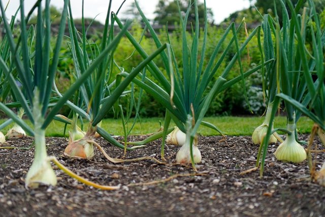 How to Grow Onion