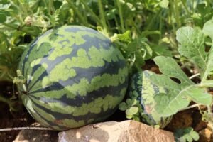 How to Grow Watermelon