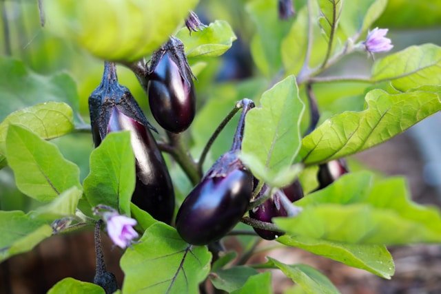How to Grow Eggplants