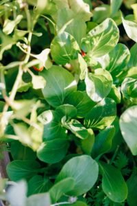 How to Grow Bok Choy