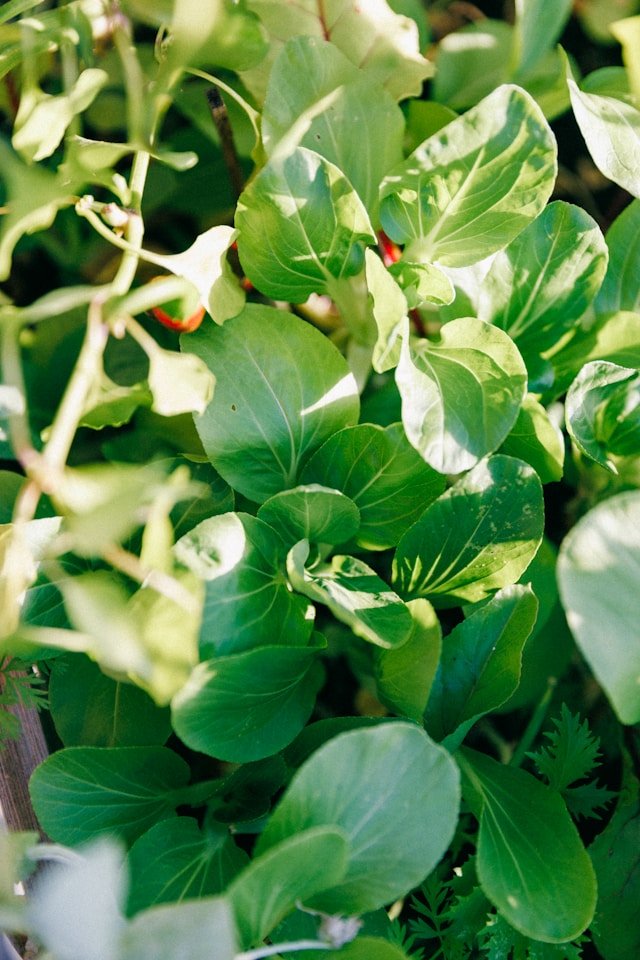 How to Grow Bok Choy