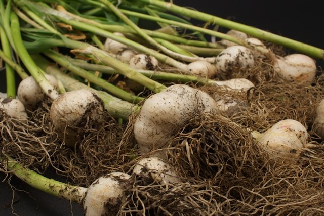 How to Grow Garlic