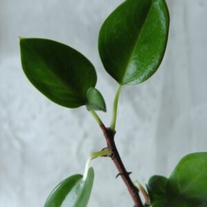 peperomia-stem-turning-black