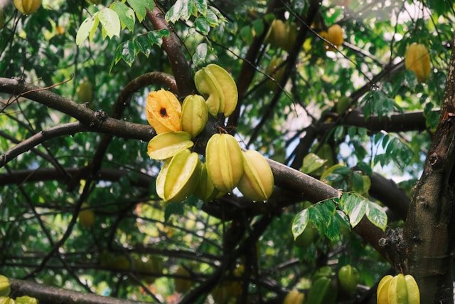 How to Grow Star Fruit Trees