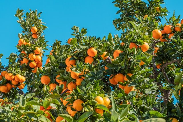 How to Grow Orange Trees