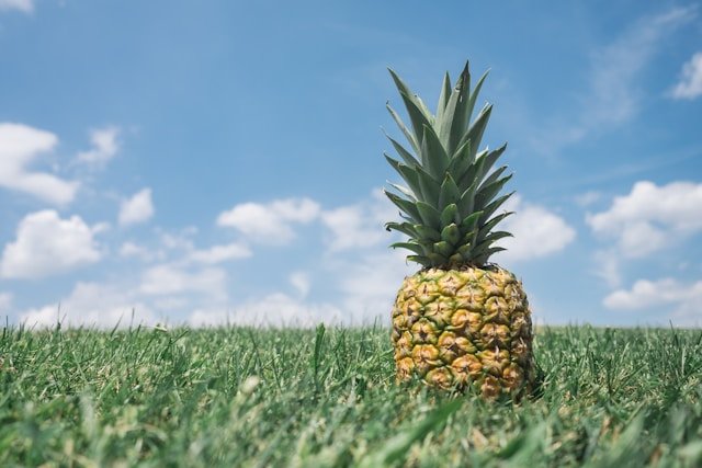 How to Grow Pineapples